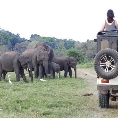Minneriya_Safari30
