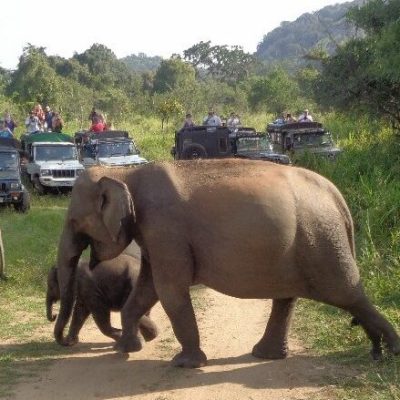 hurulu_eco_safari_cover1-e1639556061975