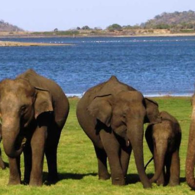 minneriya-national-park-sri-lanka-3ff35