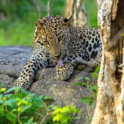 yala-national-park-located (9)